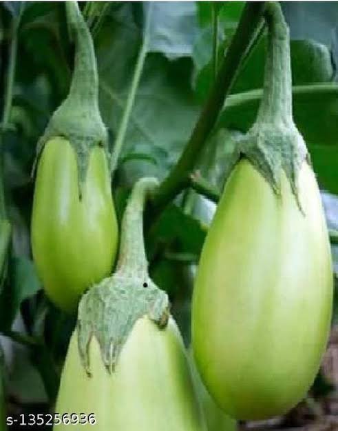 Brinjal