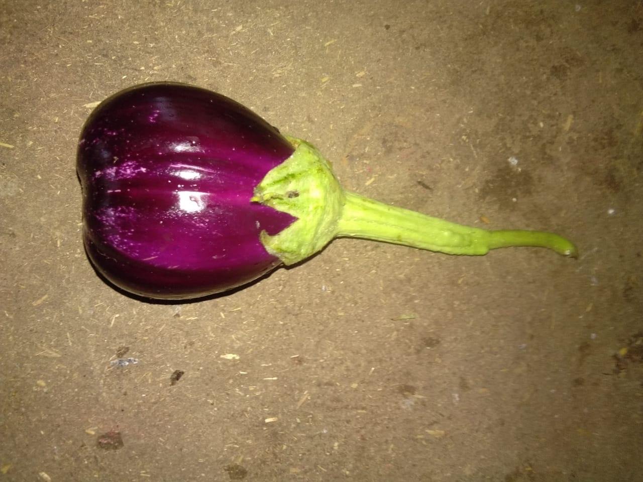 Brinjal