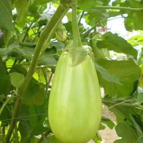 Brinjal