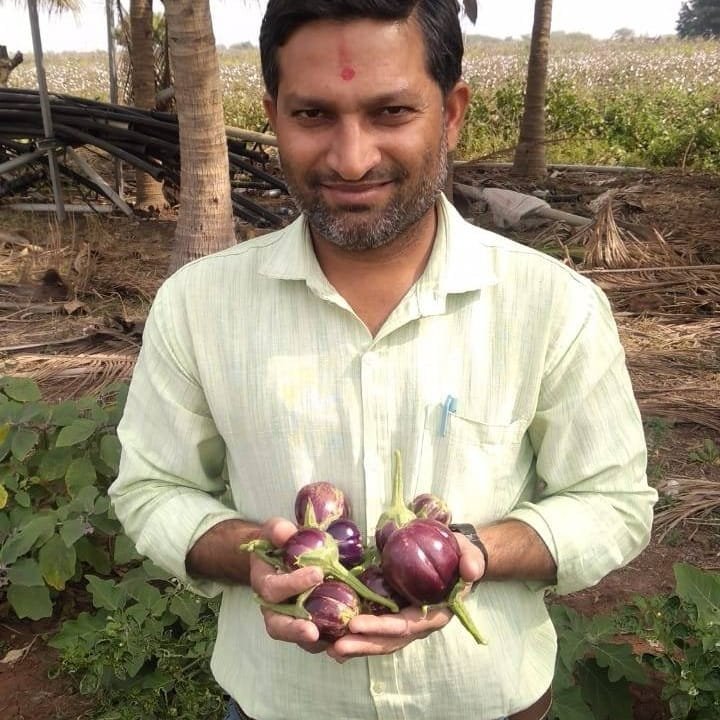 Brinjal